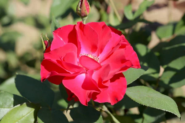 Flor Rosa Bonita Brilhante Luz Dia Close — Fotografia de Stock