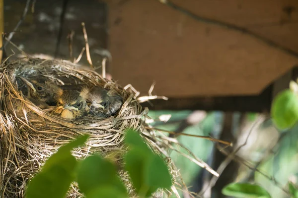 Gniazdo Piskląt Blackbird 2016 — Zdjęcie stockowe