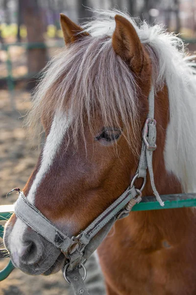 Primer Plano Cabeza Caballo — Foto de Stock