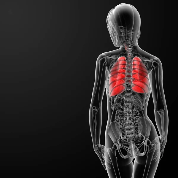 Renderizar Anatomía Respiratoria Femenina Vista Posterior —  Fotos de Stock