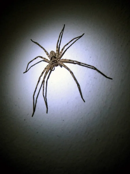 Spider Lighting Dark Look Very Dangerous Silent Surrounding — Stock Photo, Image