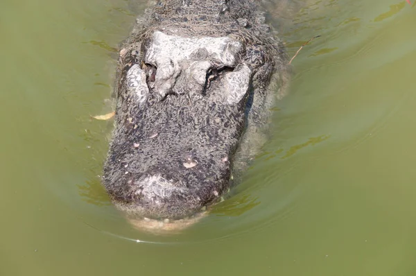 Vezetője Krokodil Földön — Stock Fotó