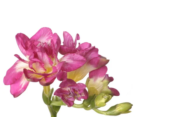 Närbild Blommande Freesia Blomma Huvud — Stockfoto