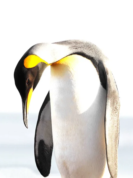 Pinguim Rei Isolado Fundo Branco Saunders Ilhas Fakland — Fotografia de Stock