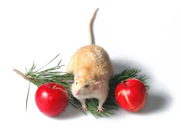 Råttan Sitter Gren Till Ett Nytt Träd Bredvid Äpplen — Stockfoto