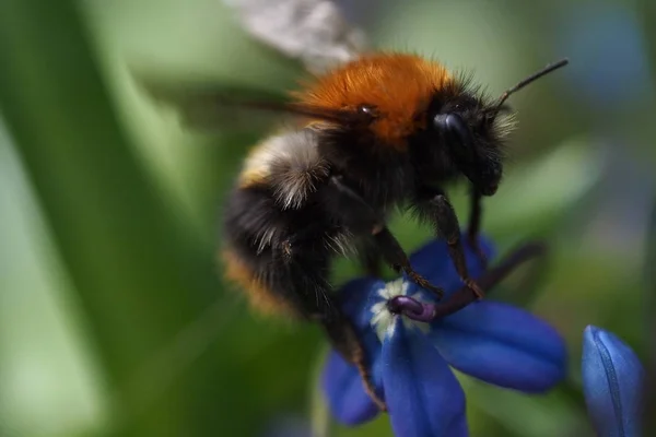 Bumble Méhecske Virágon — Stock Fotó