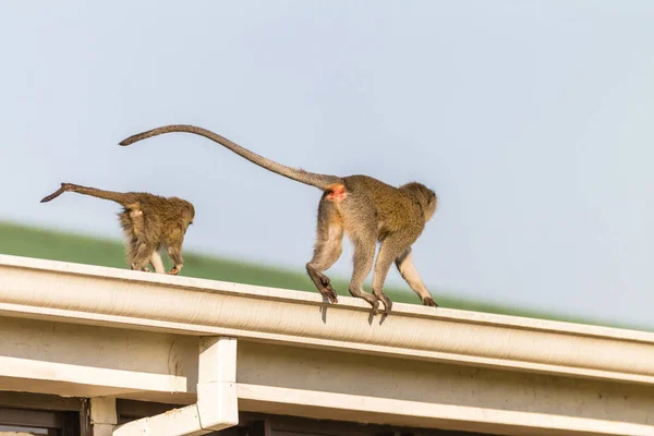 Macacos Andando Através Telhado Casa Procura Comida Cozinhas — Fotografia de Stock