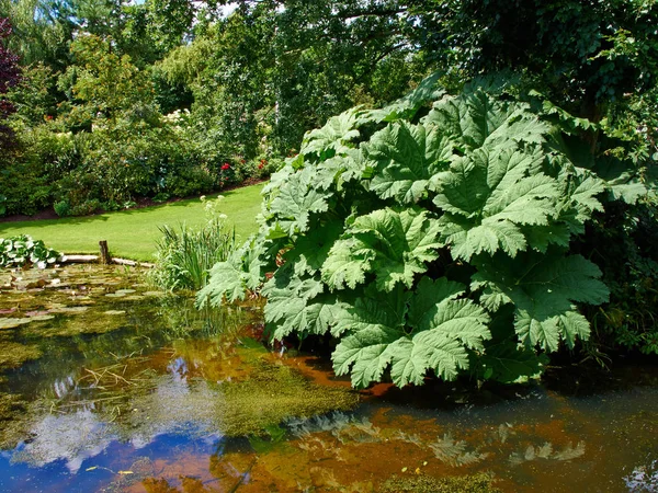 Belle Conception Classique Paysagée Luxuriante Jardin Vert Floraison Étang Poissons — Photo