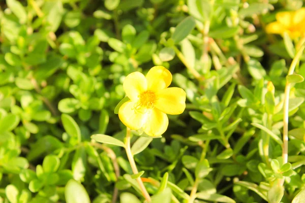 Yellow Flower Sun Light City Park — Stock Photo, Image