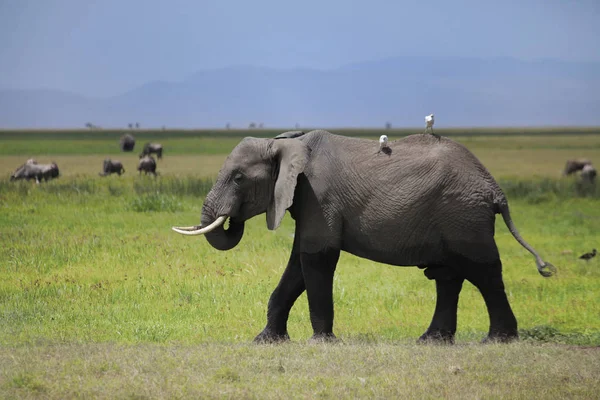 Elefanter Amboseli National Park Kenia — Stockfoto