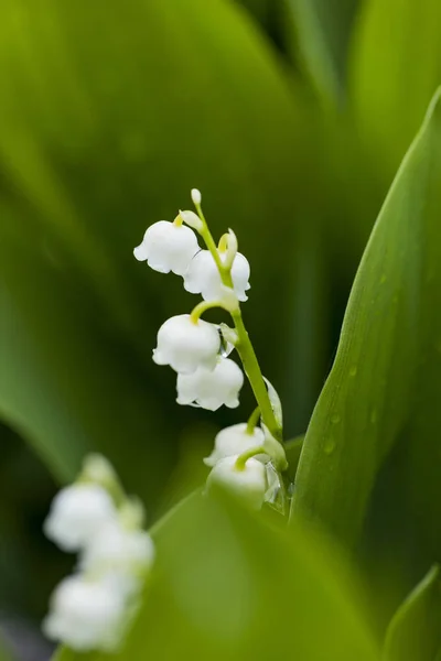 Kwiaty Konwalii Wody Spadnie Zielonym Tle Convallaria Majalis — Zdjęcie stockowe