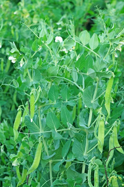 庭のエンドウ豆の緑の低木開花 — ストック写真