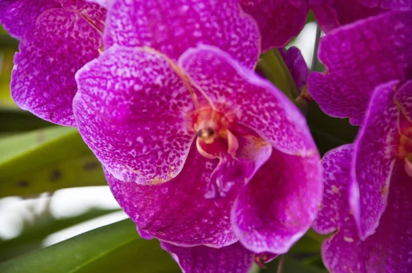 Orchid Flowers Blossom Daytime — Stock Photo, Image