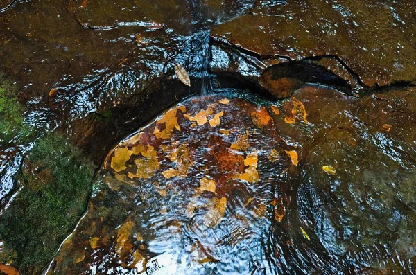 Fondo Roca Húmeda Con Patrones Color Amarillo Anaranjado Agua Arbusto — Foto de Stock
