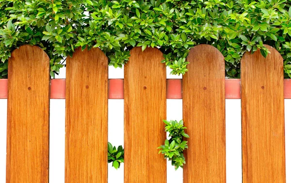 Wood Fence Green Bush Background — Stock Photo, Image