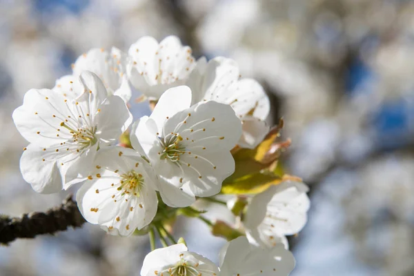 Piękne Kwitnące Wiśniowe Drzewo Wiosne — Zdjęcie stockowe