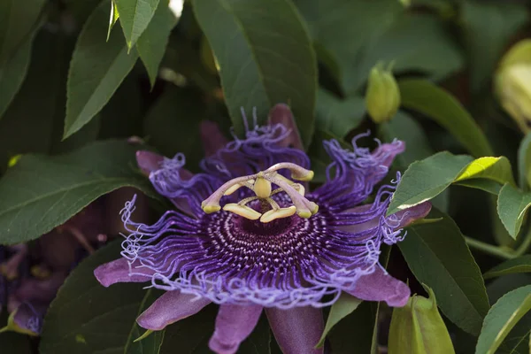 Púrpura Flor Pasión Passiflora Caerulea Una Vid Jardín Verano — Foto de Stock
