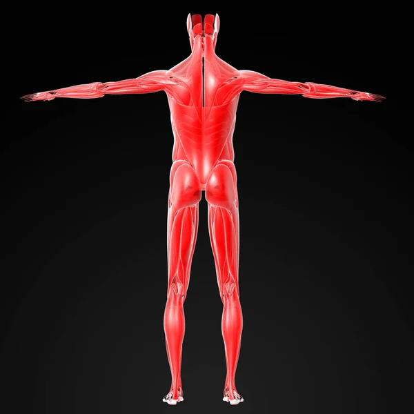 Darstellung Des Männlichen Muskels Rückseite — Stockfoto