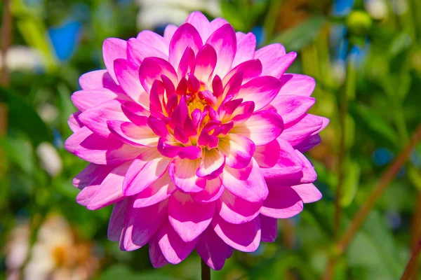 Flor Dália Colorida Com Gotas Orvalho Manhã — Fotografia de Stock