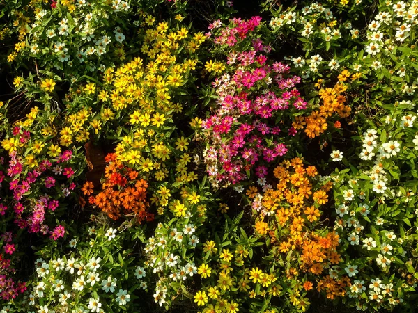 Pohled Přírodu Květin Kvetoucích Zahradě Slunečního Světla — Stock fotografie