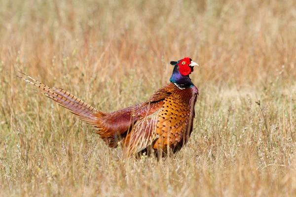 Fagiano Comune Nel Suo Habitat Naturale — Foto Stock