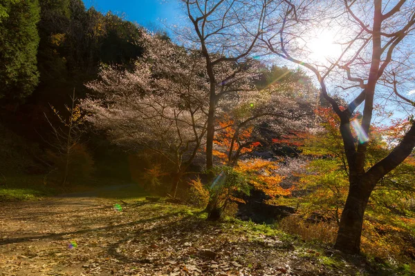 Ναγκόγια Obara Φθινόπωρο Τοπίο Άνθος Sakura Shikizakura Είδος Των Ανθίσεων — Φωτογραφία Αρχείου