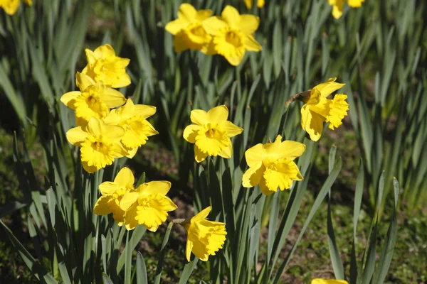 Hermosos Narcisos Brillantes Flora —  Fotos de Stock