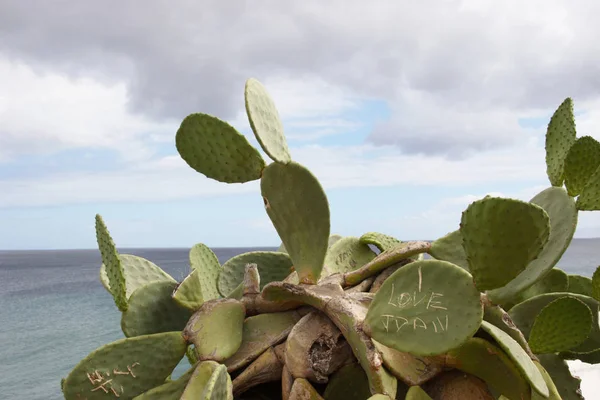 Kaktus Anläggning Lanzarotes Kust — Stockfoto