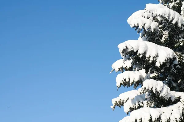 Primer Plano Árbol Cubierto Nieve — Foto de Stock