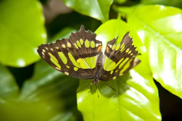 Κοντινό Πλάνο Μιας Πεταλούδας — Φωτογραφία Αρχείου