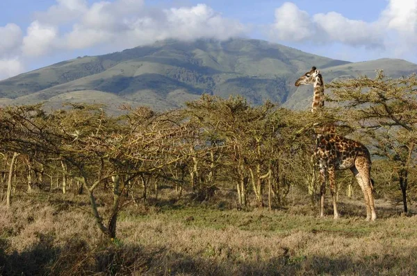 Giraffe Trees Acacias Giraffe Grazed Mountain Trees Prickly Acacias — Stock Photo, Image