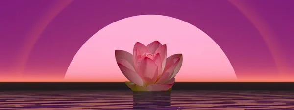 Розовый Цветок Лилии Воде Перед Луной Солнце Нимбами — стоковое фото