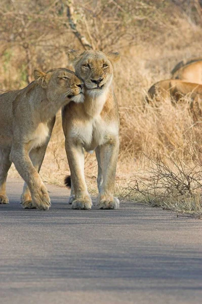 Lioness Trying Show Some Affection Another Pride — Stock Photo, Image