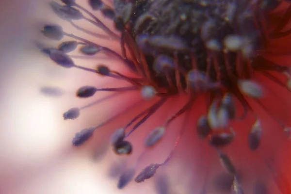 The macro closeup of the interior of a flower blossom.
