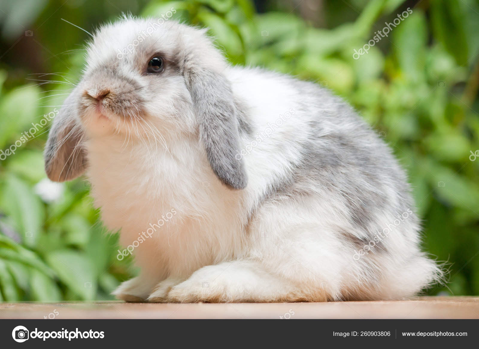 Cute Holland Lop Rabbit Outdoor Stock Photo Image By C Yayimages