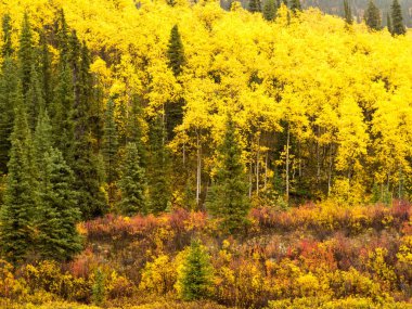Golden yellow autumn boreal forest of the Yukon Territory, Canada clipart