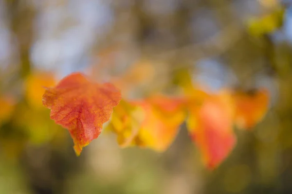 Détail Feuille Arbre Jaune Automnal Parrotia Persica — Photo