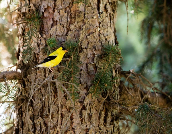 Guldfink Som Sitter Ett Träd Skogen — Stockfoto