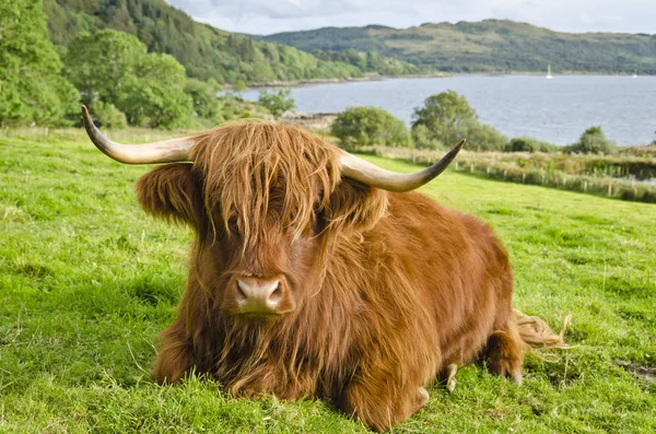 Scottish Highland Cow on background