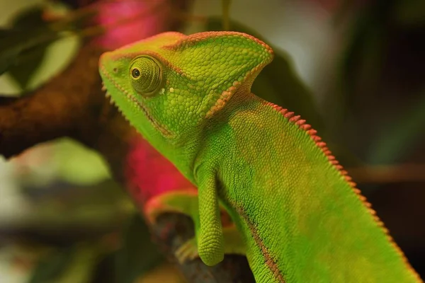 Gyönyörű Zöld Kaméleon Egy Akvárium Nézetben — Stock Fotó