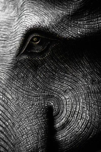 Elefanthuvud Svart Och Vitt — Stockfoto