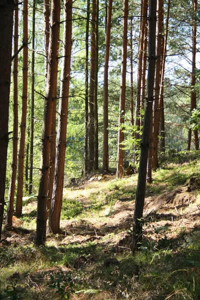 Cseh Köztársaság Nagyon Szép Zöld Erdő — Stock Fotó