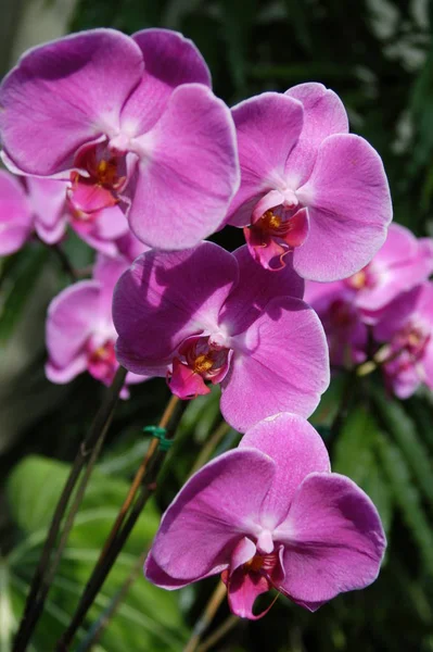 Vedere Aproape Orhideelor Violet Într Grădină — Fotografie, imagine de stoc