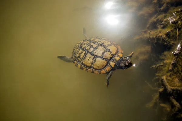 Tortuga Solitaria Nadando Agua Fangosa Lago — Foto de Stock