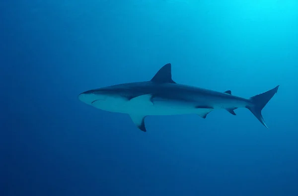 Snub Nose Blacktip Reef Shark Red Sea Egypt — Stock Photo, Image