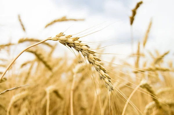 Gyllene Vetefält Sommaren — Stockfoto