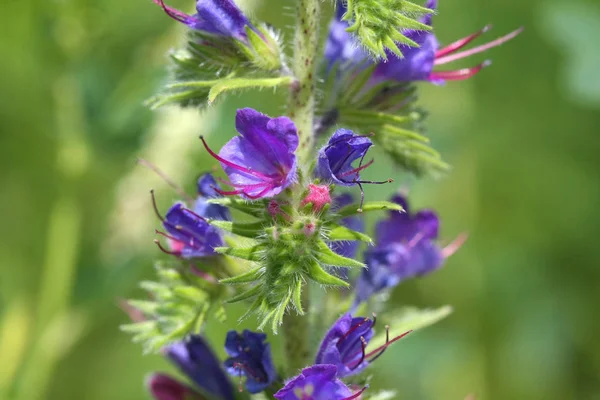 Ader Ossetong Bloem Ochtend Licht Vroege Zomer — Stockfoto