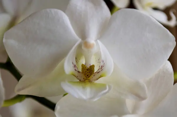 Hermosa Orquídea Blanca Phalaenopsis Blanco Primer Plano Primavera —  Fotos de Stock