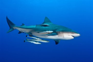 Bull shark in blue ocean water clipart