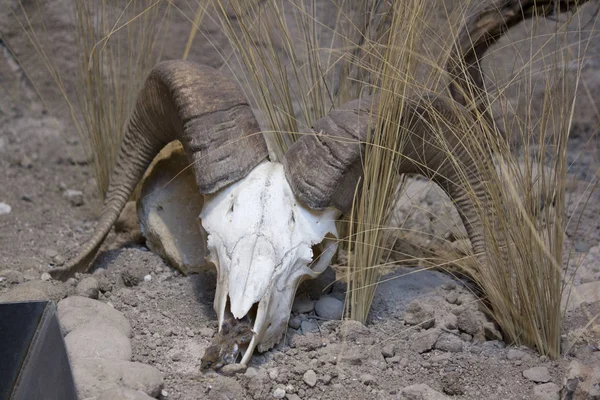Большой Рог Черепа Овцы Пустыне — стоковое фото